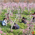 十里桃源迎客至 農(nóng)旅融合促振興 ——廣水郝店第四屆桃花季啟幕激活鄉(xiāng)村發(fā)展新動能