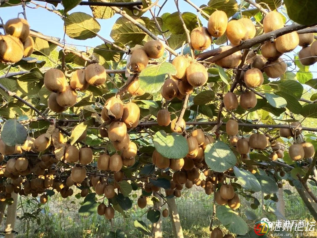 隨縣萬(wàn)和的獼猴桃熟了！采摘、郵寄都安排上！